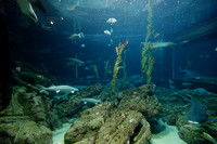 Monterey Aquarium Tank