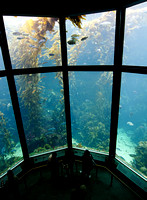 3 Story Aquarium Tank