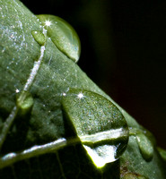 Grape Leaf Drop