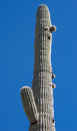 K1 saguaro 009606