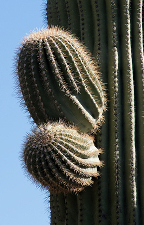 K1 saguaro 009594