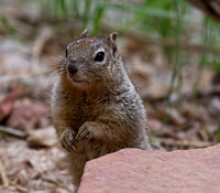 K5 squirrel 001125