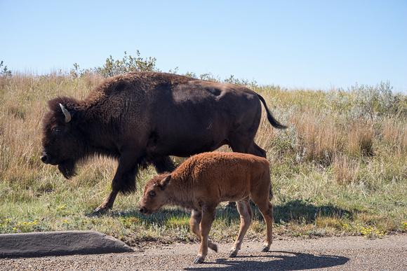 K1 bison 002257