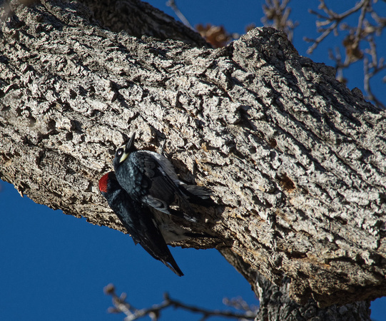Feb 9 - Acorn Woodpeckers