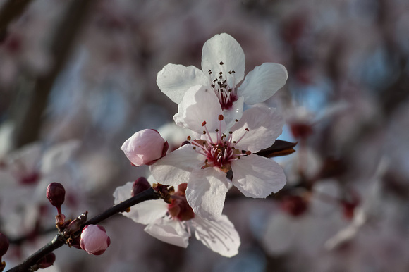 Feb 23 - Blossoms