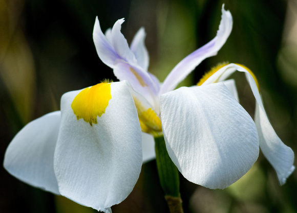 Feb 20 - Botanical Iris