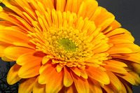 Jan 10 - Flower