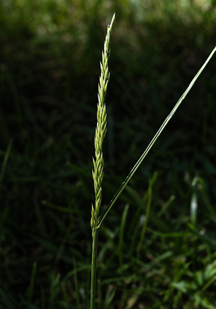 Mar 30 - Grass