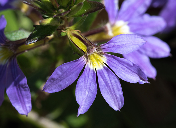 Mar 3 - Botanical Flower