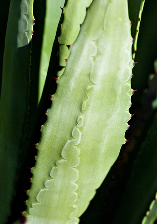 Agave cactus
